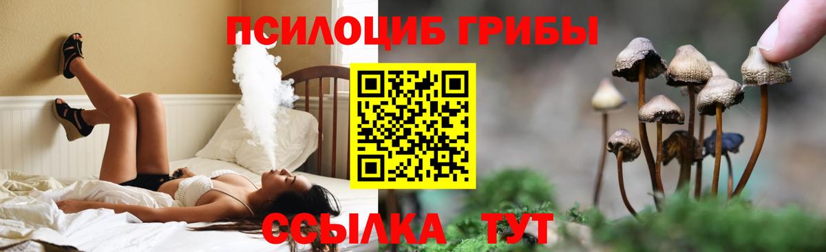 Псилоцибиновые грибы Psilocybe Новокузнецк